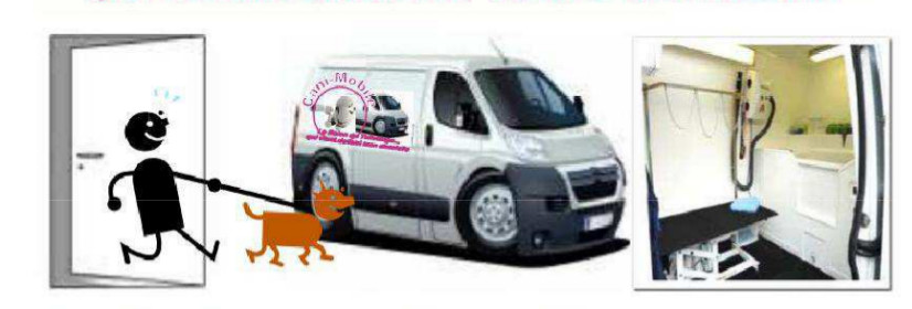 Toilettage Pour Chien A Domicile Toilettage Pour Chien A Domicile